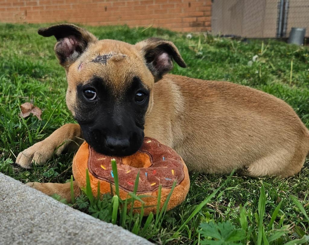 Enlarge Tavi AKA Pupkin, a Adopted mixed breed in Sherwood, AR image 3/6