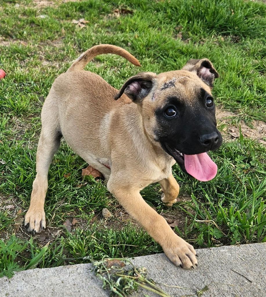 Enlarge Tavi AKA Pupkin, a Adopted mixed breed in Sherwood, AR image 4/6