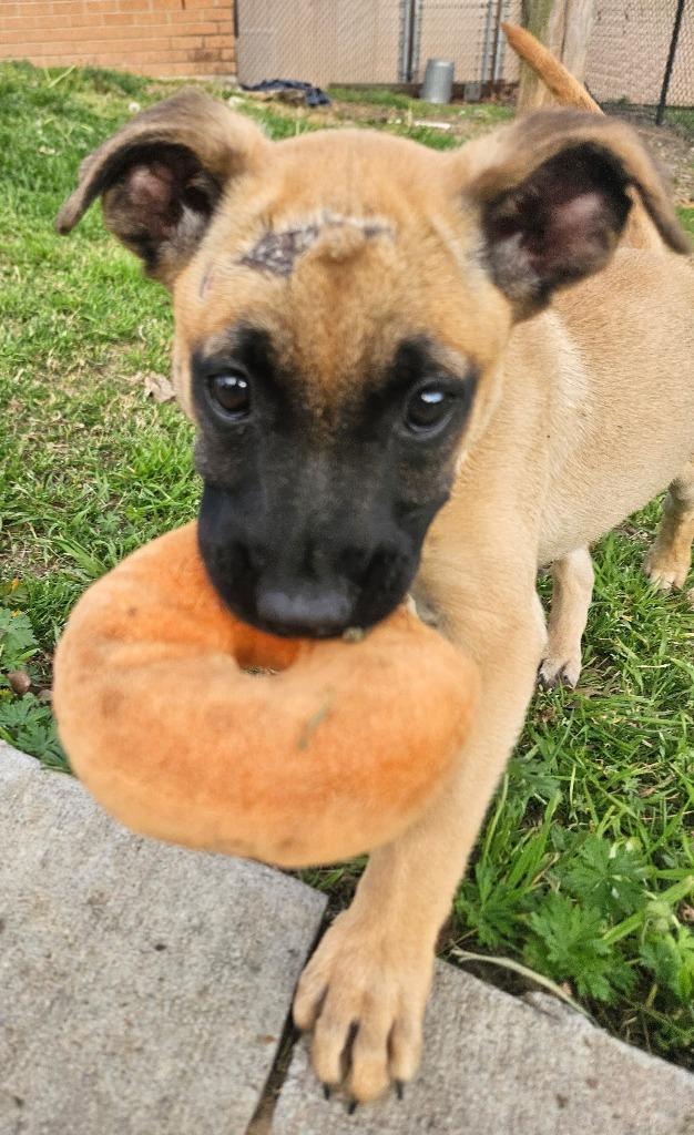 Enlarge Tavi AKA Pupkin, a Adopted mixed breed in Sherwood, AR image 5/6