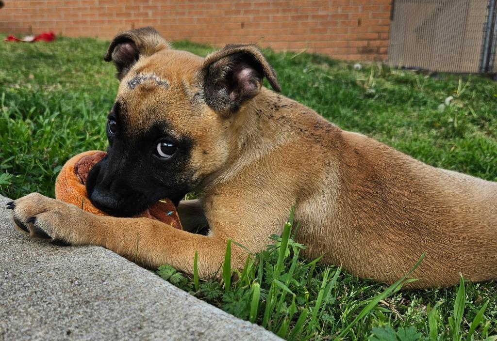 Enlarge Tavi AKA Pupkin, a Adopted mixed breed in Sherwood, AR image 6/6