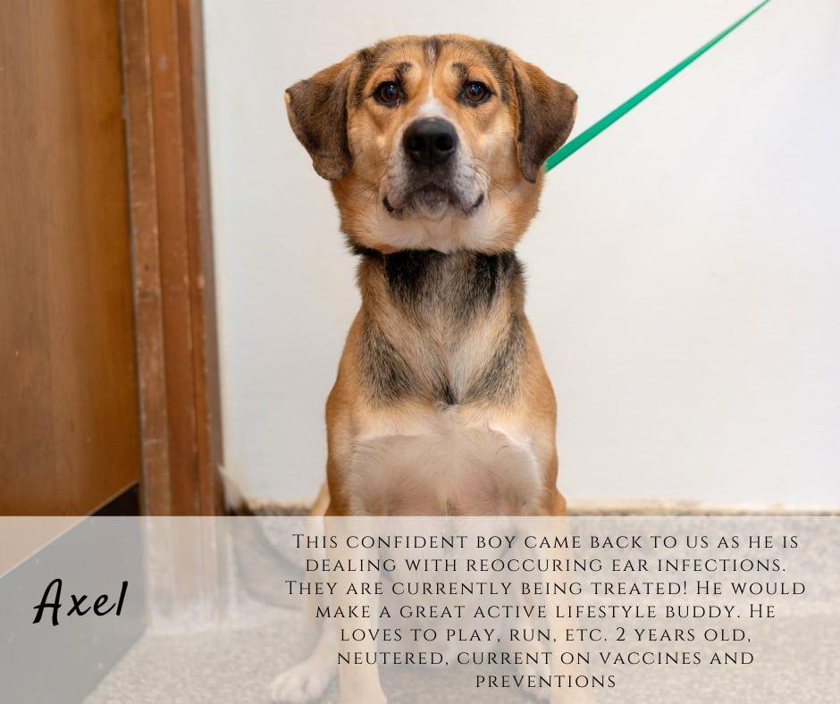 Enlarge Axel, a ADOPTABLE mixed breed in Junction City, KS image 1/1