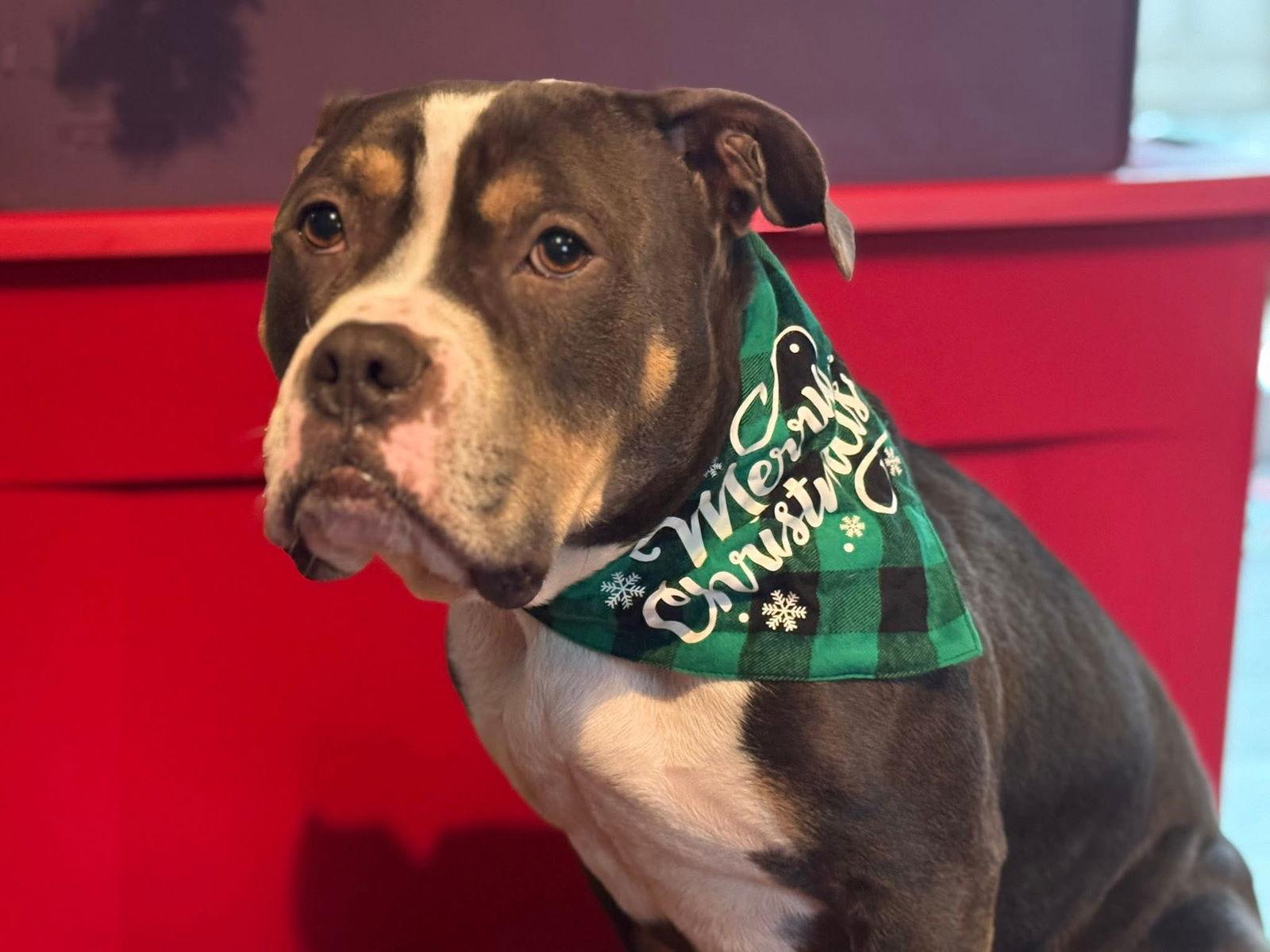 Bubba “tank” Blue