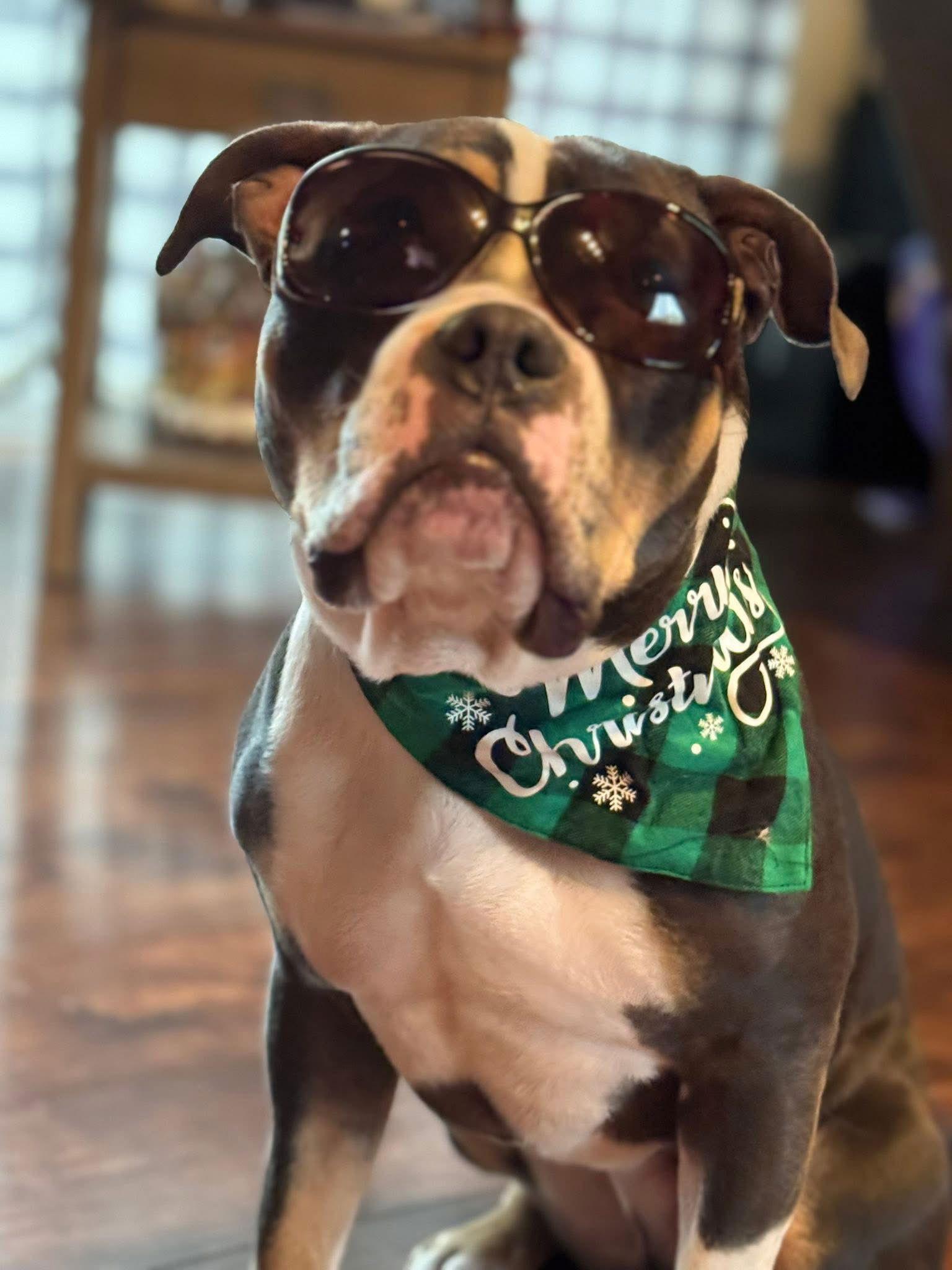 Bubba “tank” Blue thumbnail 3