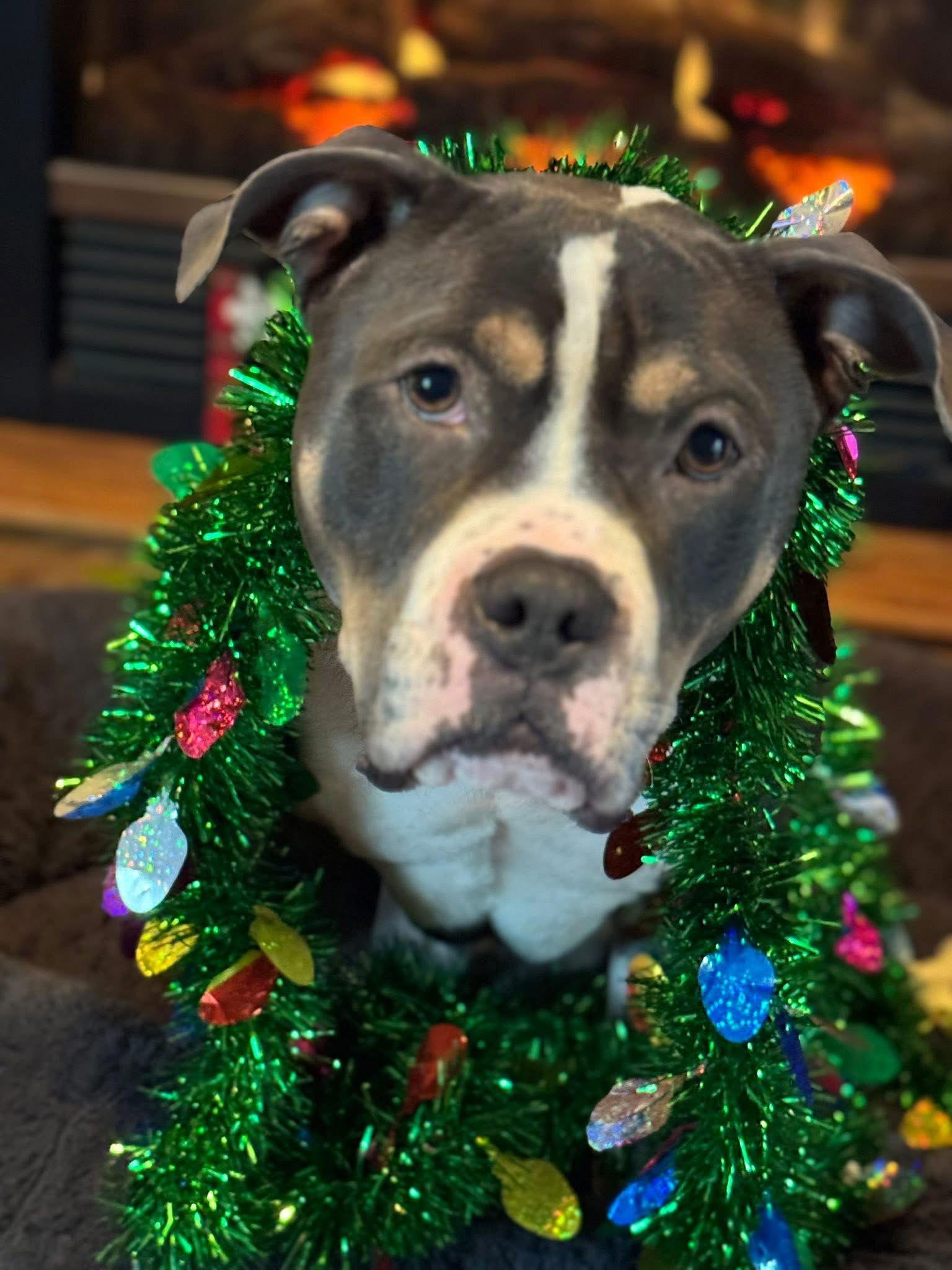 Bubba “tank” Blue thumbnail 4