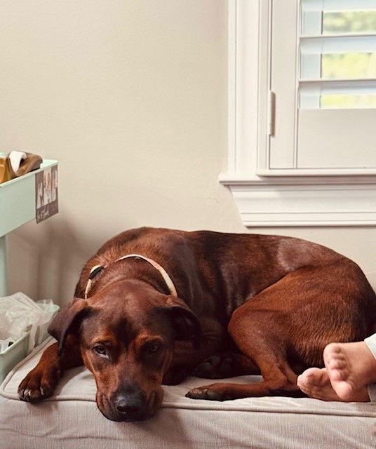 Enlarge Baxter, a Adoptable mixed breed in Hockessin, DE image 1/3