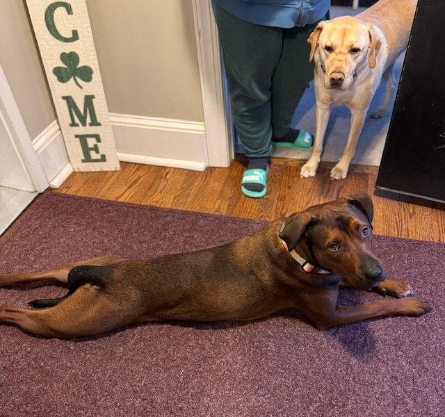 Enlarge Baxter, a Adoptable mixed breed in Hockessin, DE image 2/3