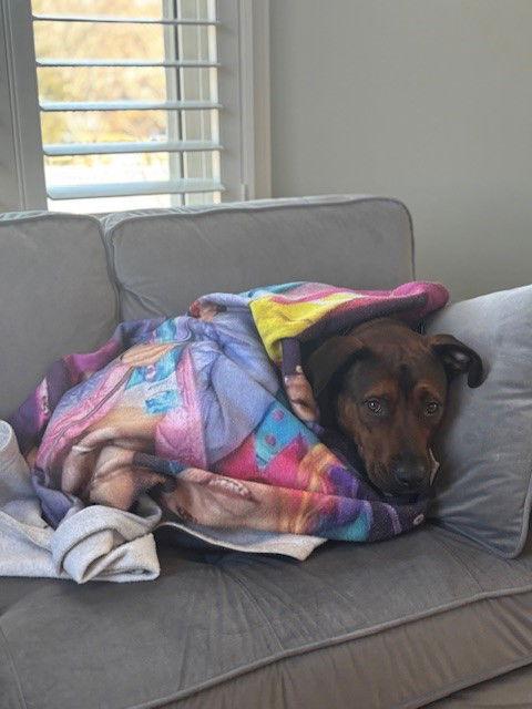 Enlarge Baxter, a Adoptable mixed breed in Hockessin, DE image 3/3