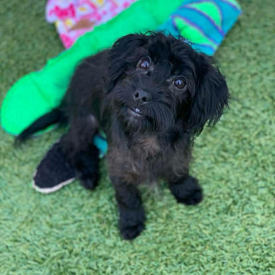 Raven, adopted, Puppy Female Terrier.