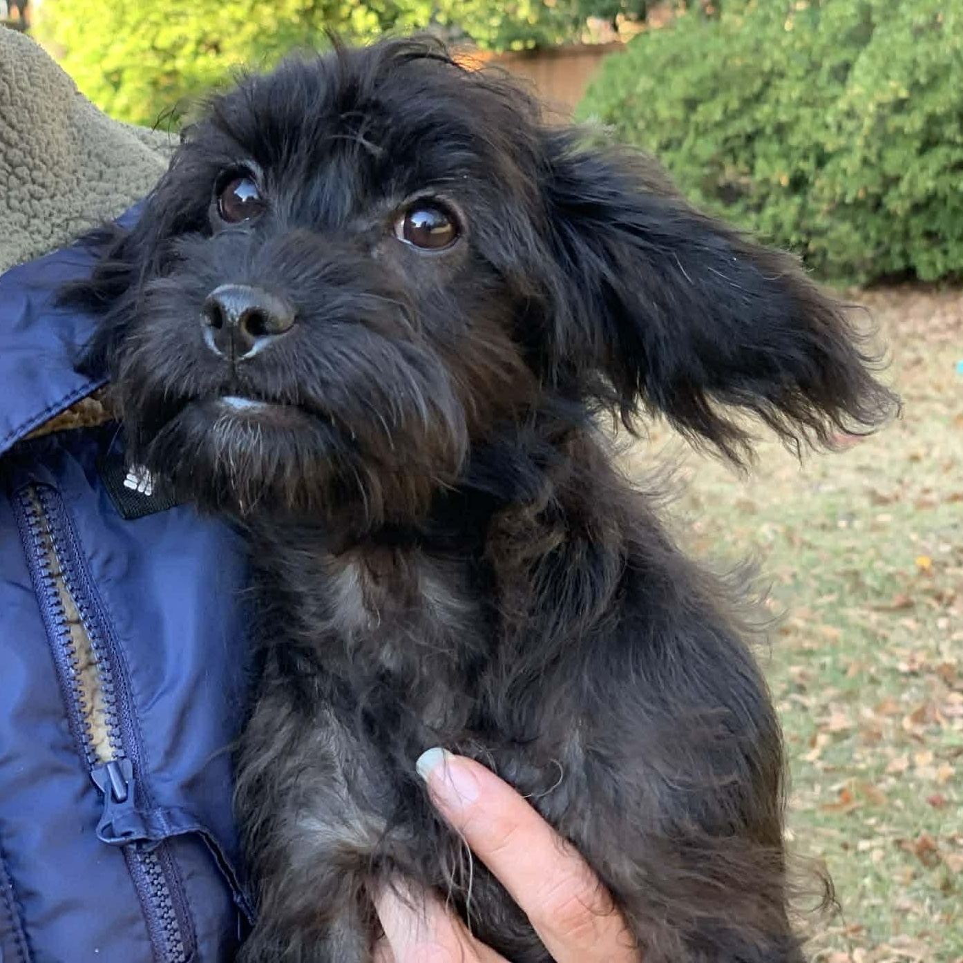 Enlarge Raven, an adopted mixed breed in Plymouth Meeting, PA image 2/6