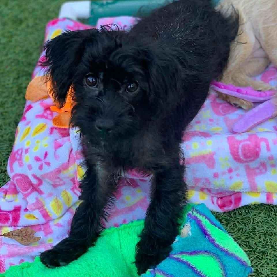 Enlarge Raven, an adopted mixed breed in Plymouth Meeting, PA image 3/6