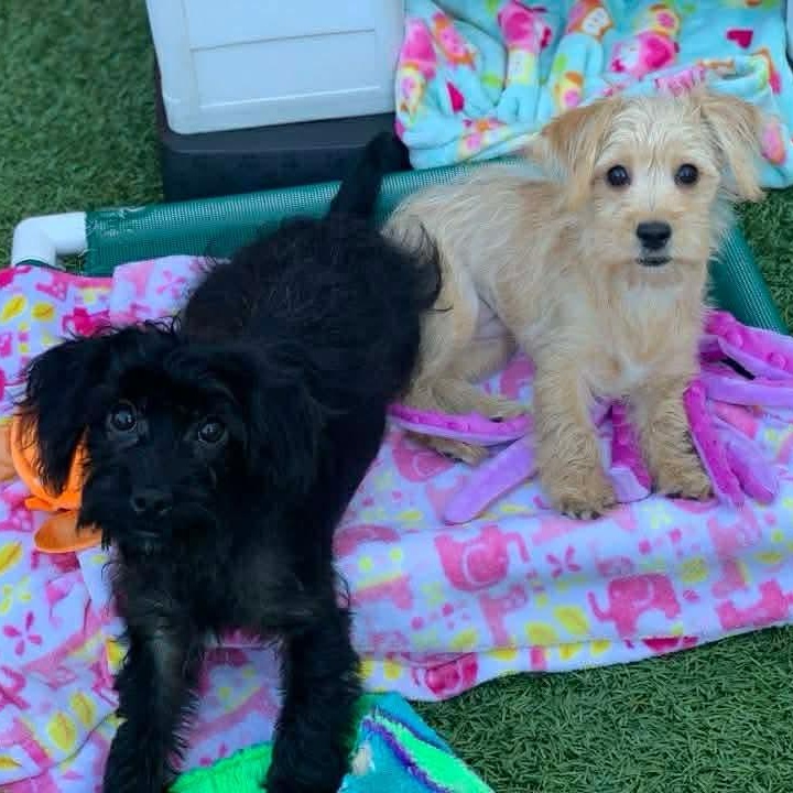 Enlarge Raven, an adopted mixed breed in Plymouth Meeting, PA image 4/6