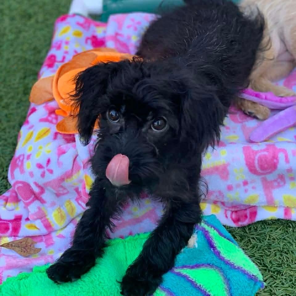 Enlarge Raven, an adopted mixed breed in Plymouth Meeting, PA image 5/6