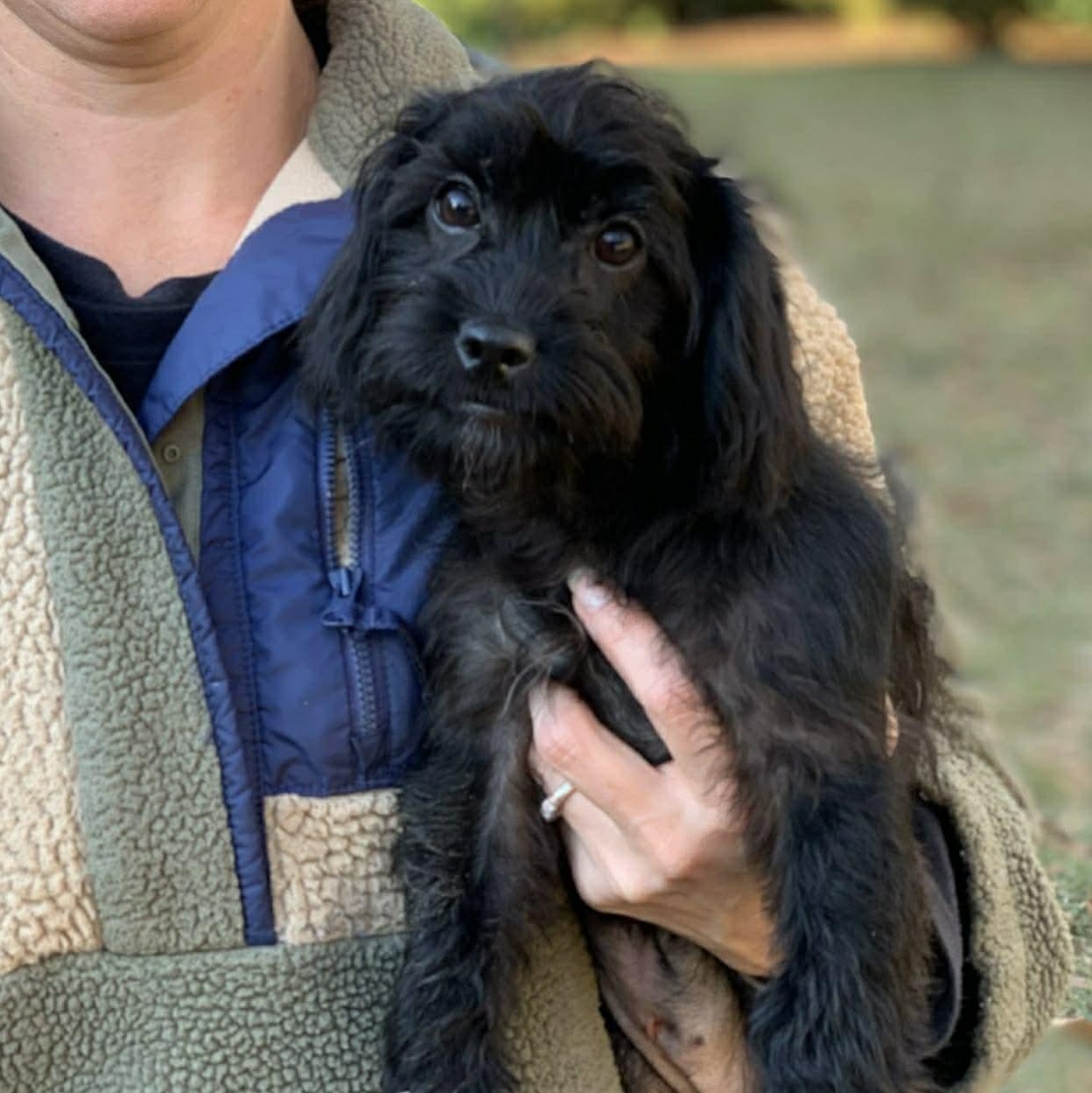 Enlarge Raven, an adopted mixed breed in Plymouth Meeting, PA image 6/6