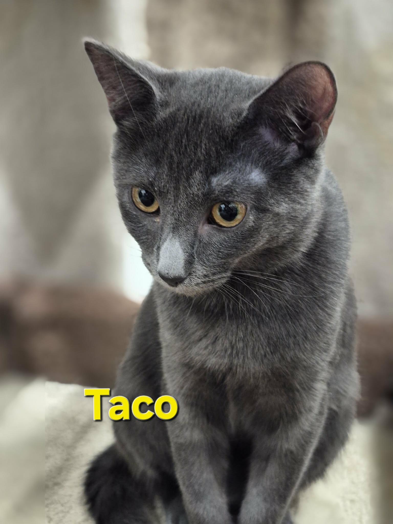 Enlarge Taco & Pebble, a Adopted Domestic Short Hair in West Palm Beach, FL image 2/4