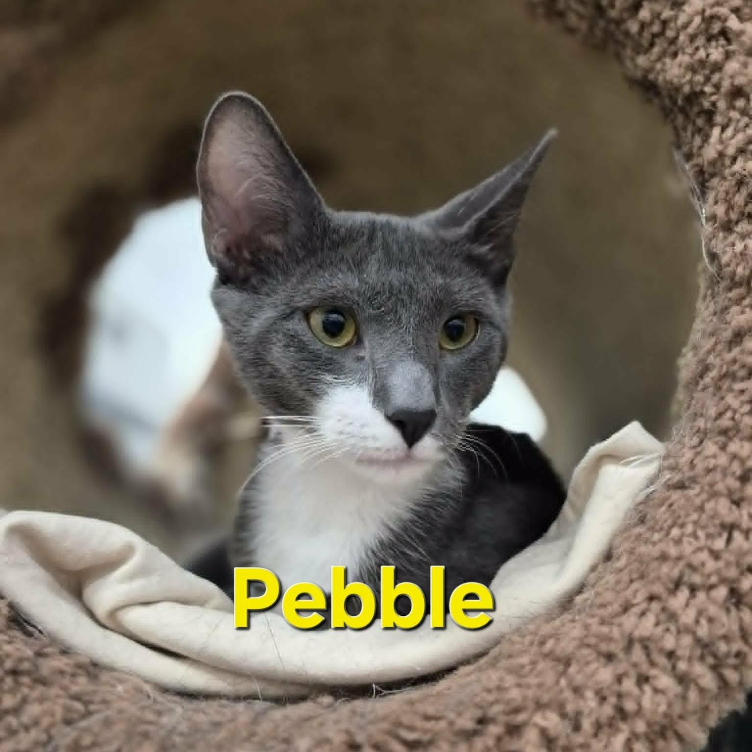 Enlarge Taco & Pebble, a Adopted Domestic Short Hair in West Palm Beach, FL image 4/4