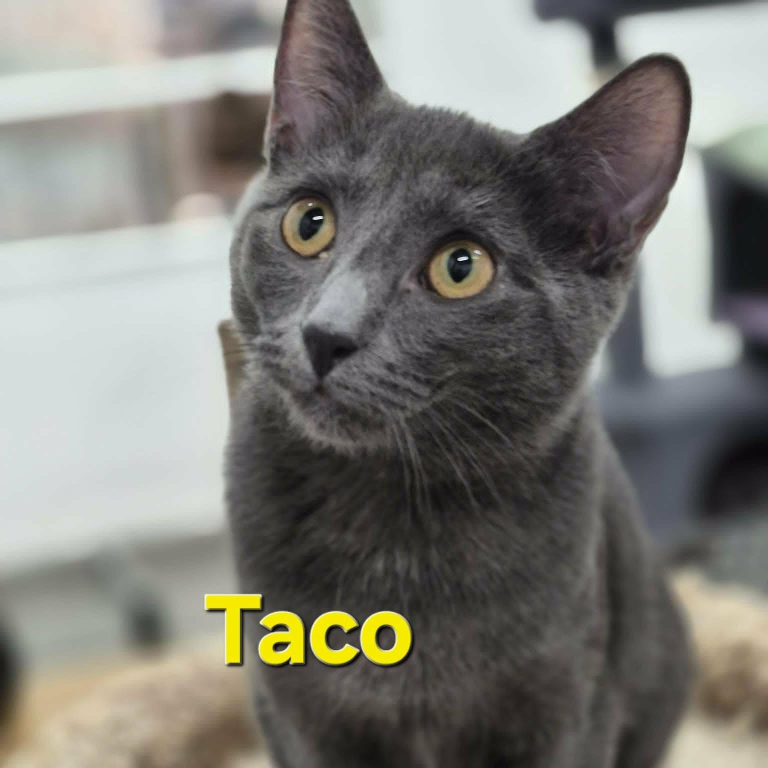 Taco & Pebble, Adopted, Kitten Female Domestic Short Hair.
