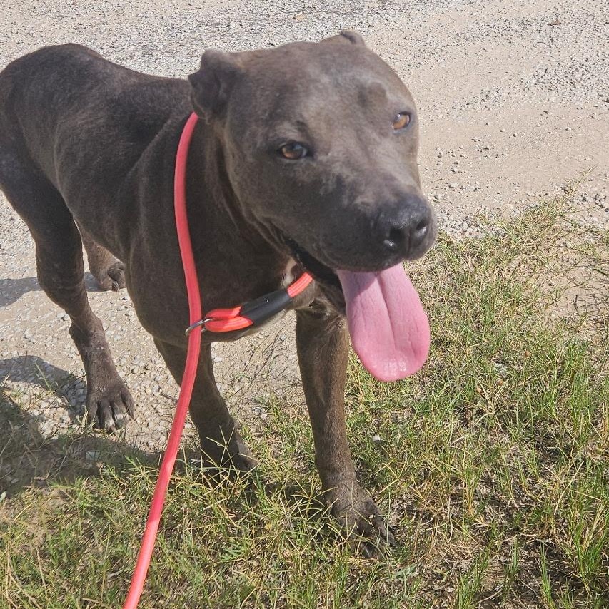 Mocha, Young Female American Staffordshire Terrier