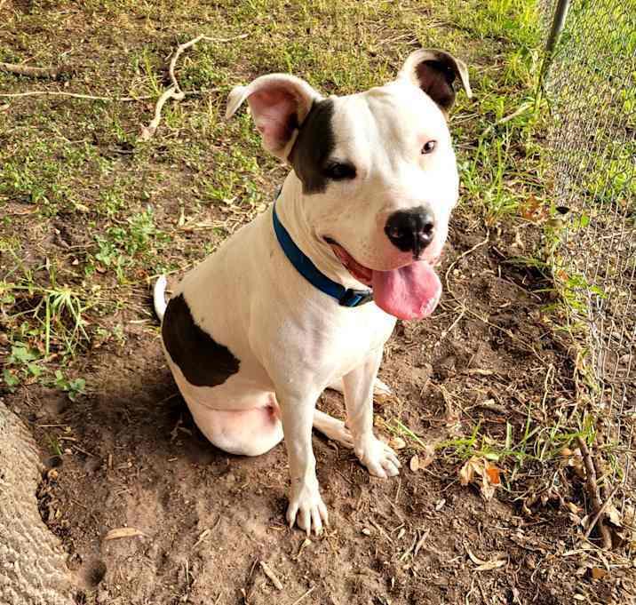 Louie, Adoptable, Adult Male American Staffordshire Terrier.