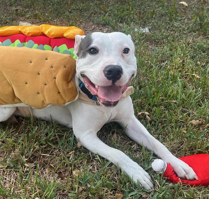 Enlarge Louie, a Adoptable American Staffordshire Terrier in Inez, TX image 2/3