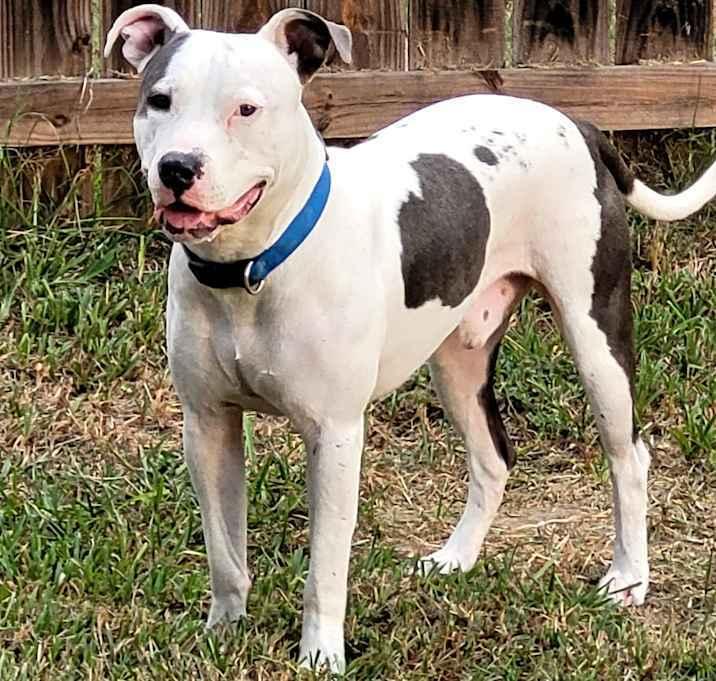 Enlarge Louie, a Adoptable American Staffordshire Terrier in Inez, TX image 3/3