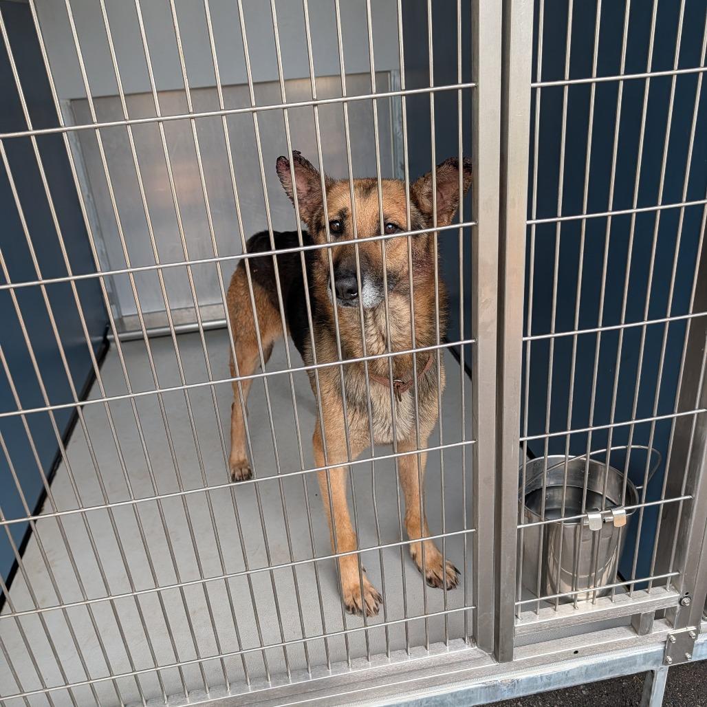 Enlarge Oliver, a Adoptable German Shepherd Dog in Greenville, SC image 1/6