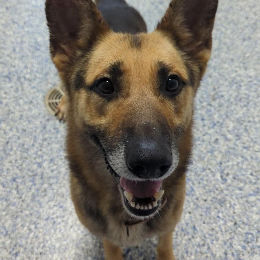Enlarge Oliver, a Adoptable German Shepherd Dog in Greenville, SC image 2/6