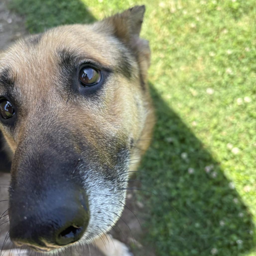 Enlarge Oliver, a Adoptable German Shepherd Dog in Greenville, SC image 3/6