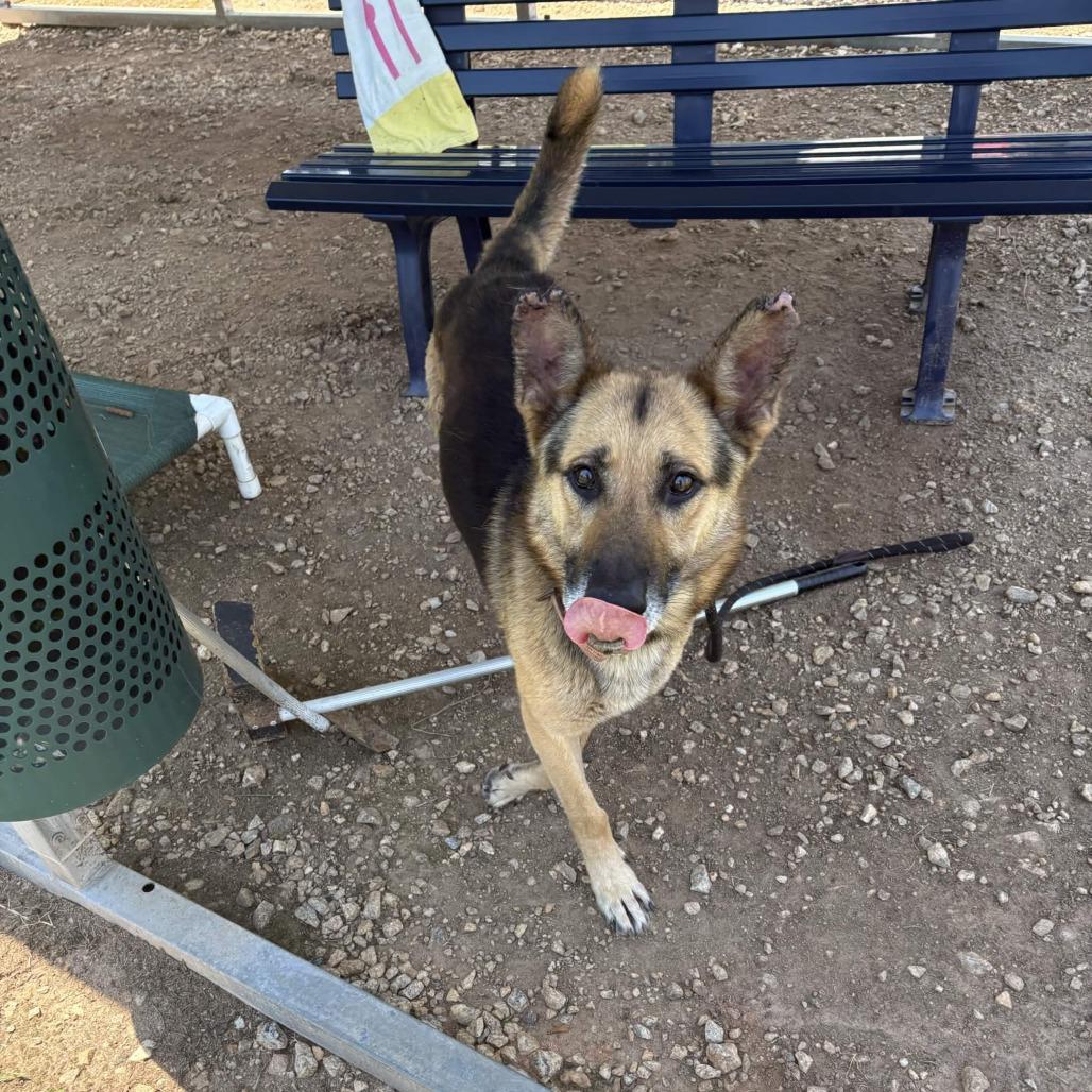 Enlarge Oliver, a Adoptable German Shepherd Dog in Greenville, SC image 4/6