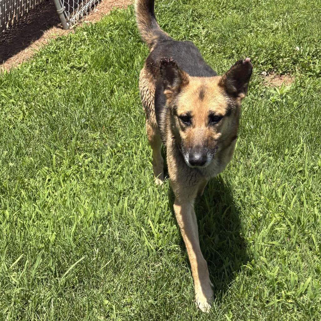 Enlarge Oliver, a Adoptable German Shepherd Dog in Greenville, SC image 5/6