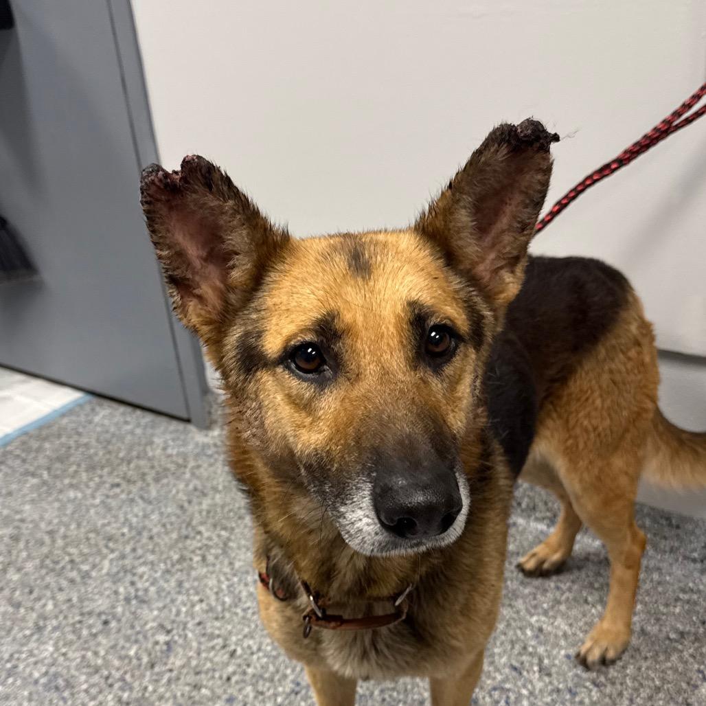 Enlarge Oliver, a Adoptable German Shepherd Dog in Greenville, SC image 6/6