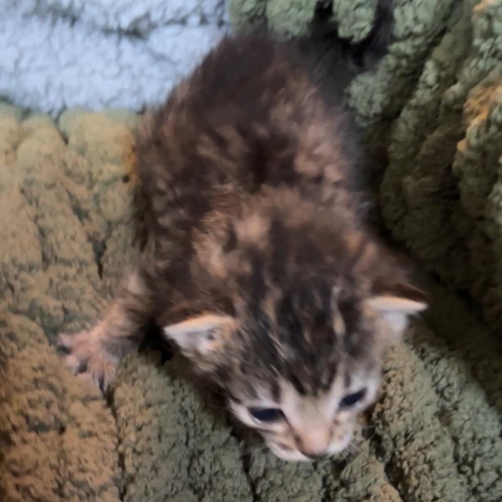 Enlarge Cortland, a Adoptable Domestic Short Hair in Monroe, MI image 1/1