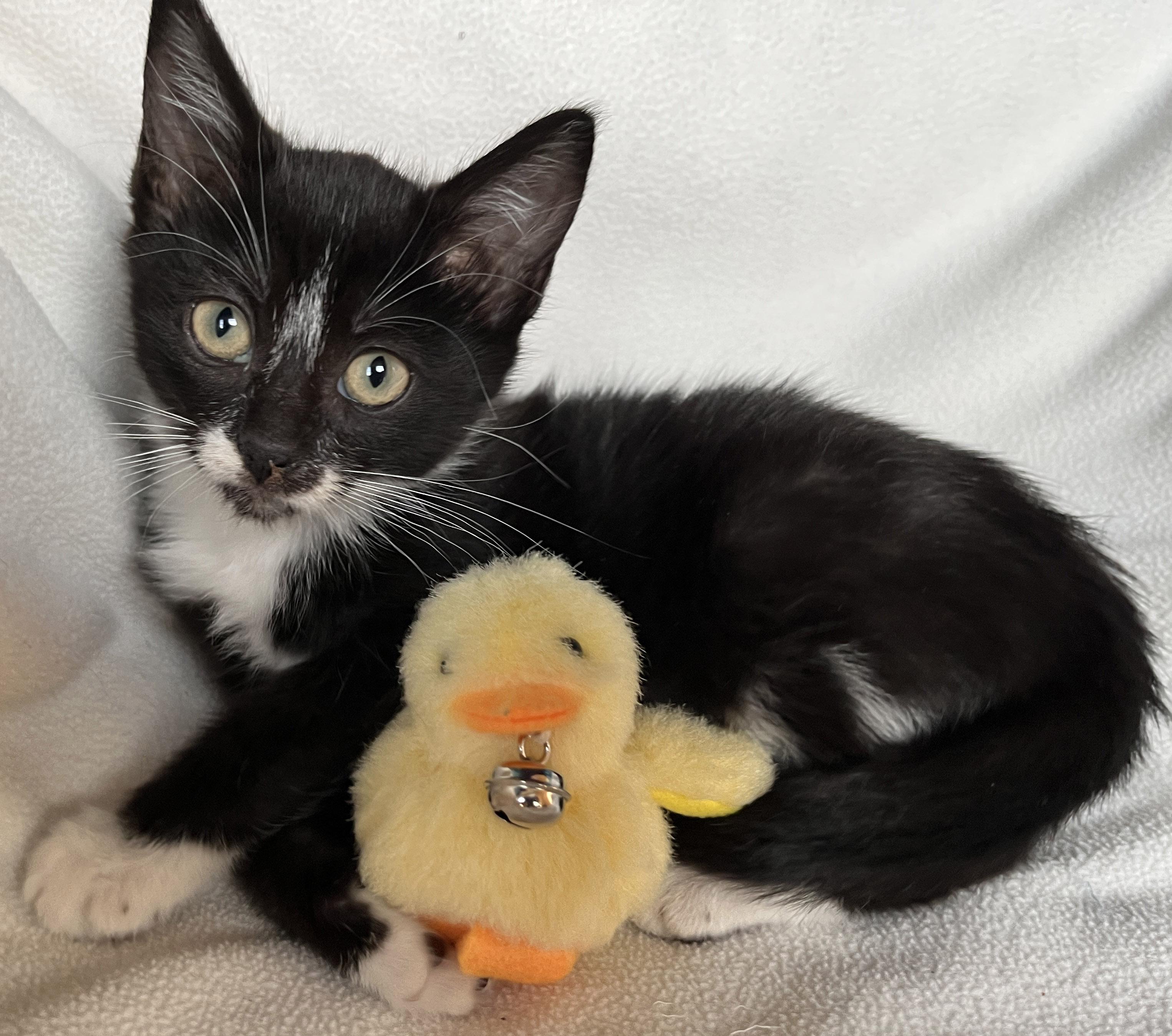 Faith, Adoptable, Kitten Female Tuxedo.