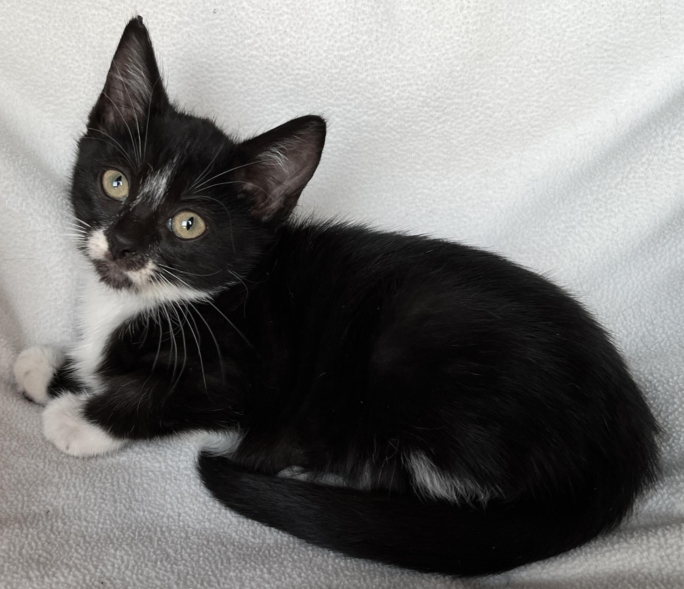 Enlarge Faith, a Adoptable Tuxedo in Tigard, OR image 2/3