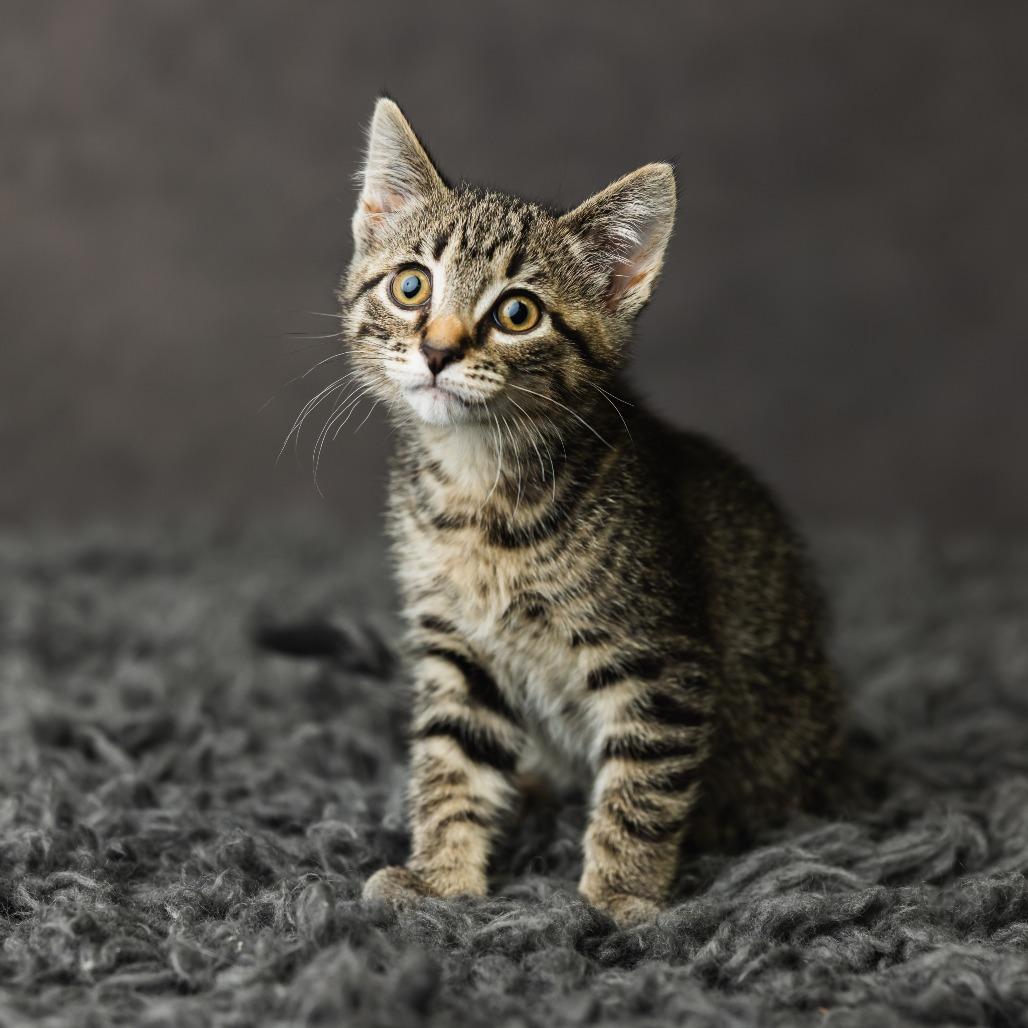 Not A Dog, a Adoptable Domestic Medium Hair in St. Paul, MN image 1/4