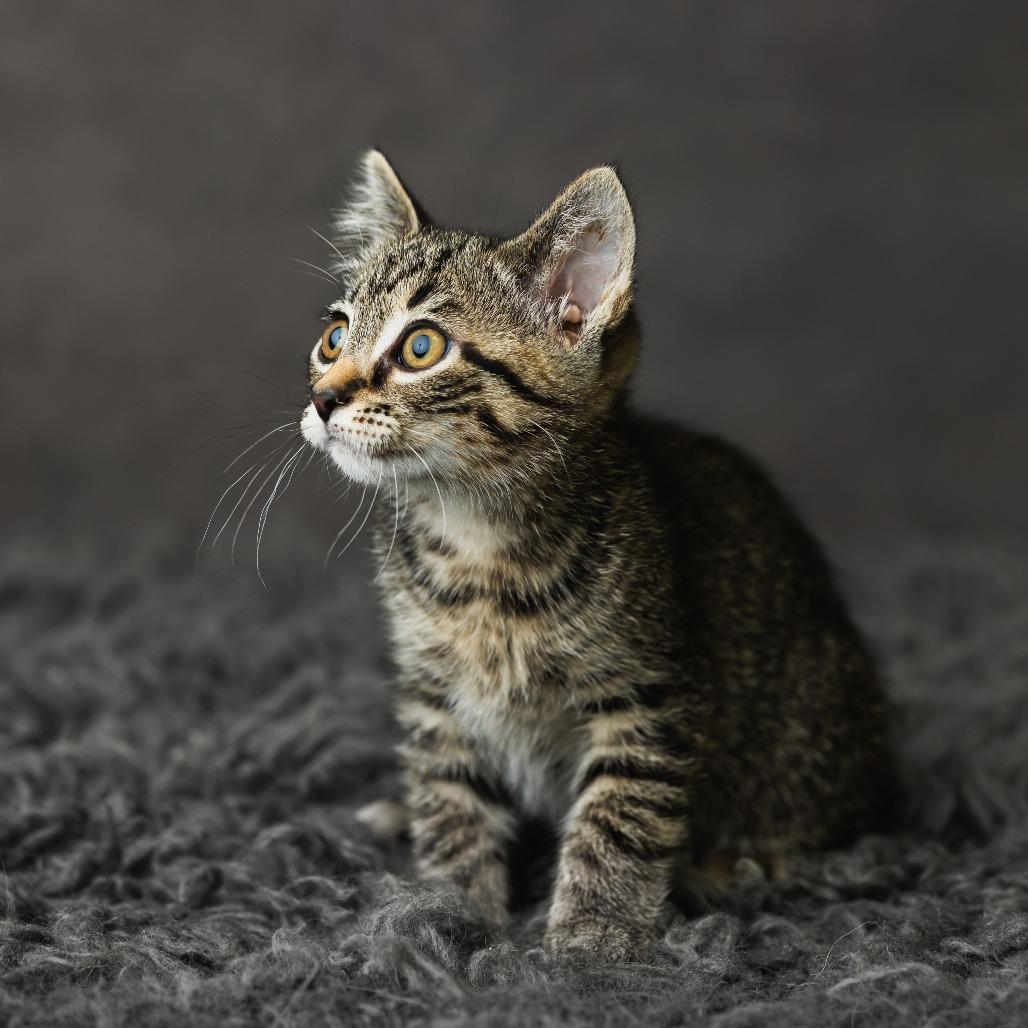 Not A Dog, a Adoptable Domestic Medium Hair in St. Paul, MN image 2/4