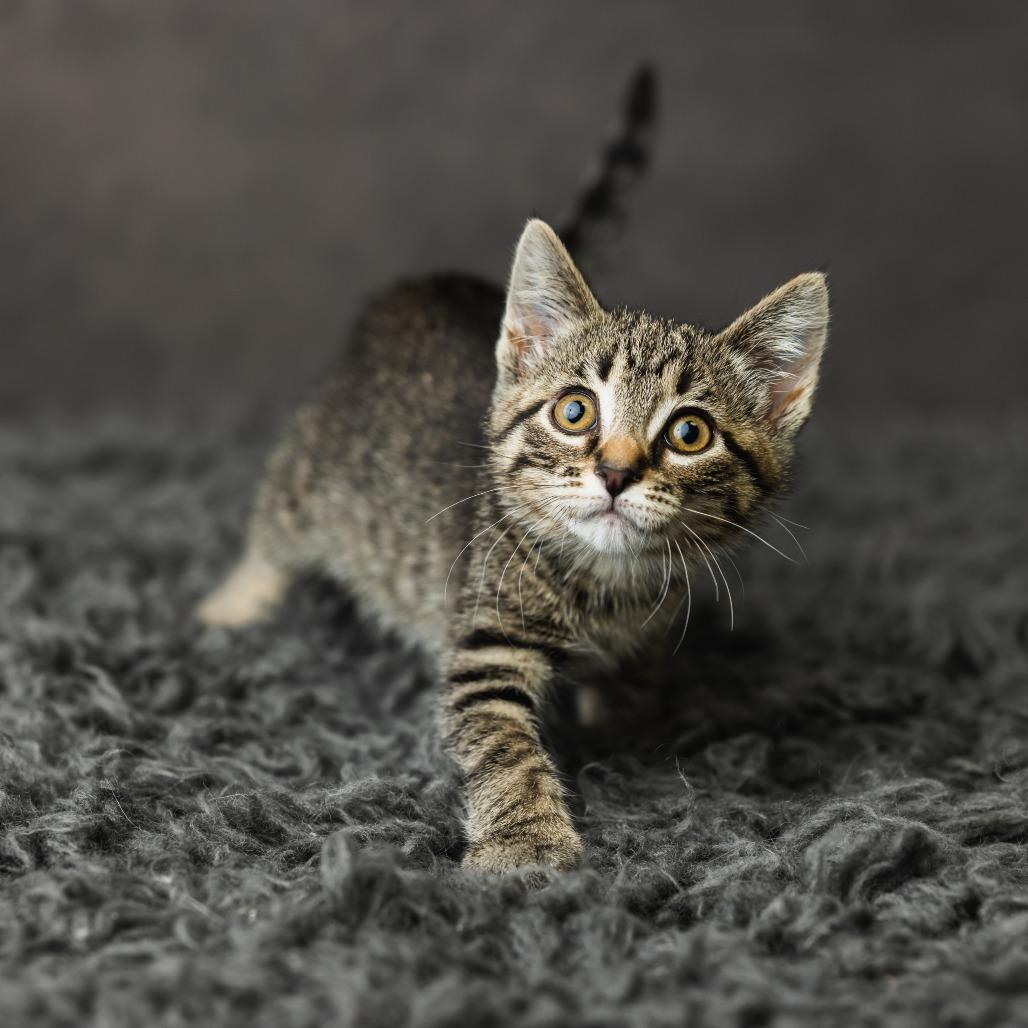 Not A Dog, a Adoptable Domestic Medium Hair in St. Paul, MN image 3/4