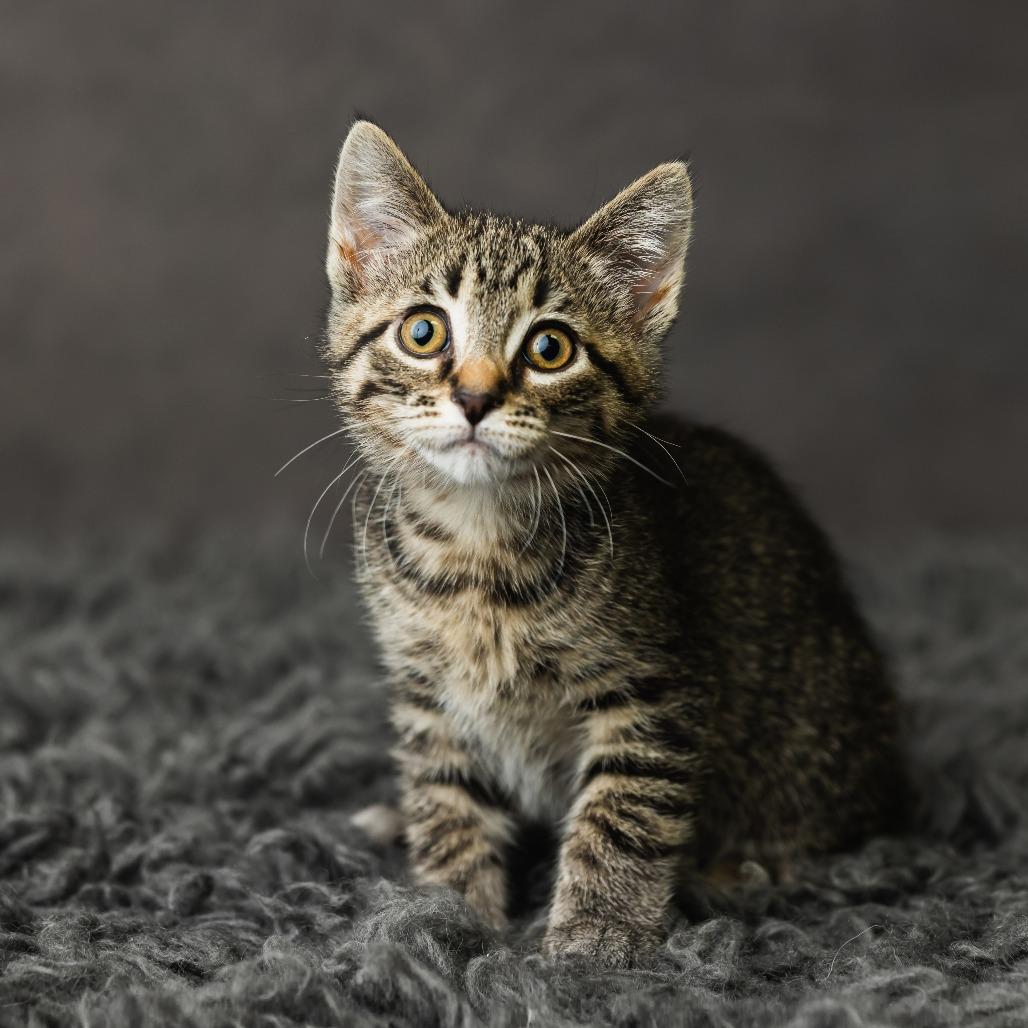 Not A Dog, a Adoptable Domestic Medium Hair in St. Paul, MN image 4/4