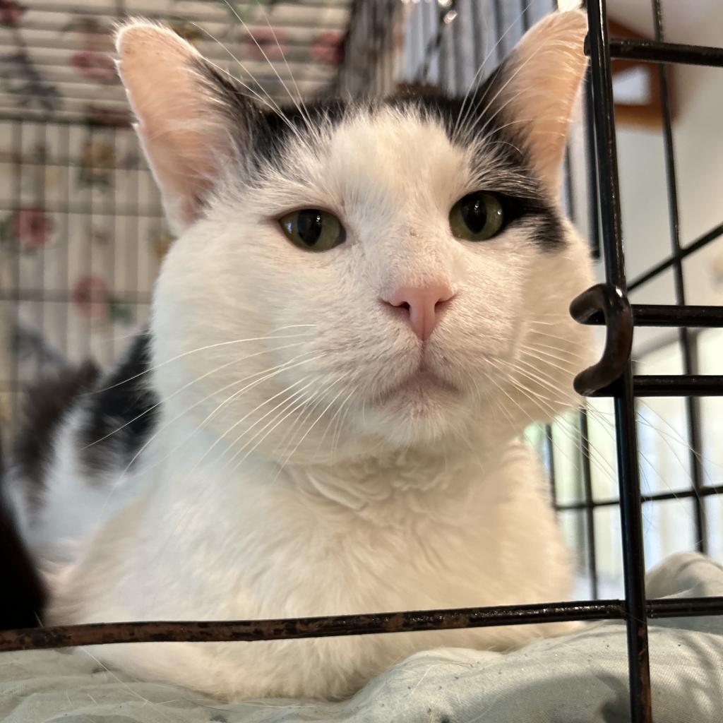 Enlarge Mortimer, a Adoptable Domestic Short Hair in Lynchburg, VA image 1/3