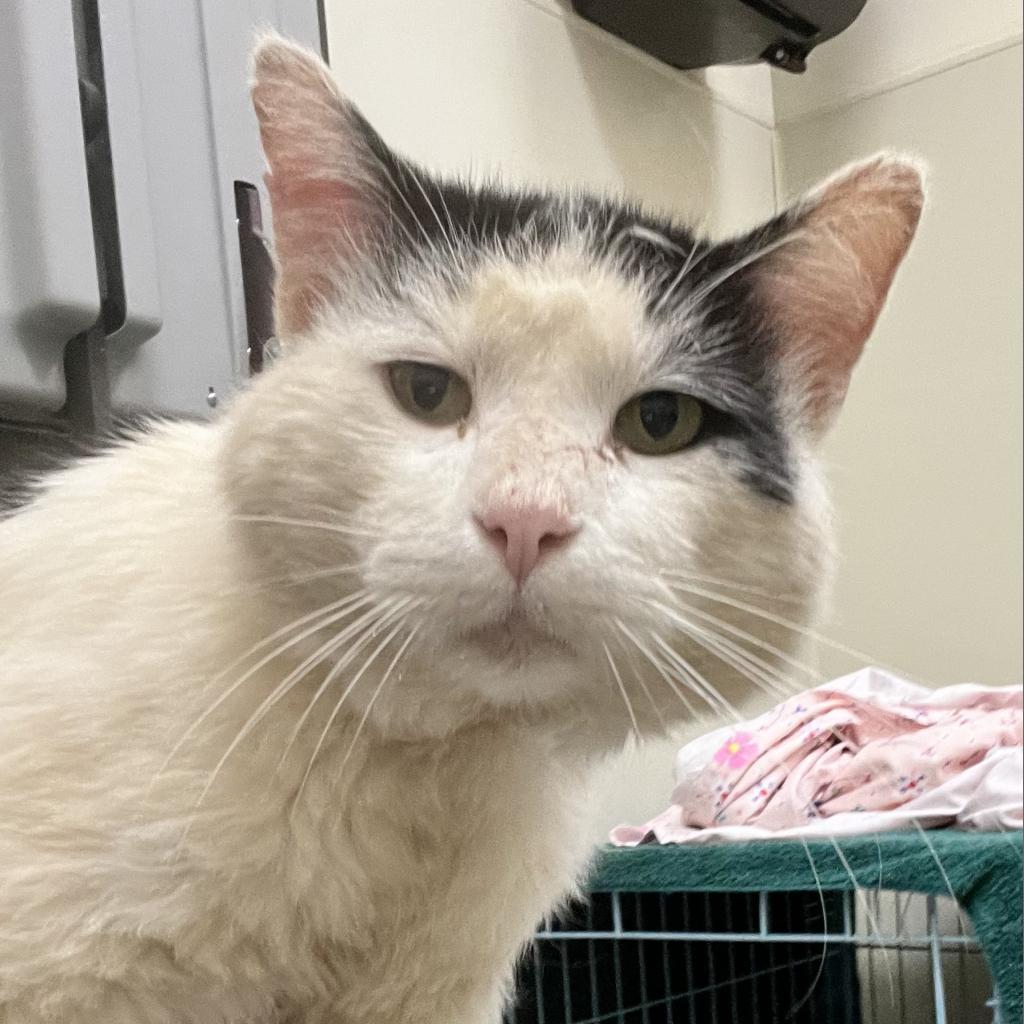 Enlarge Mortimer, a Adoptable Domestic Short Hair in Lynchburg, VA image 2/3