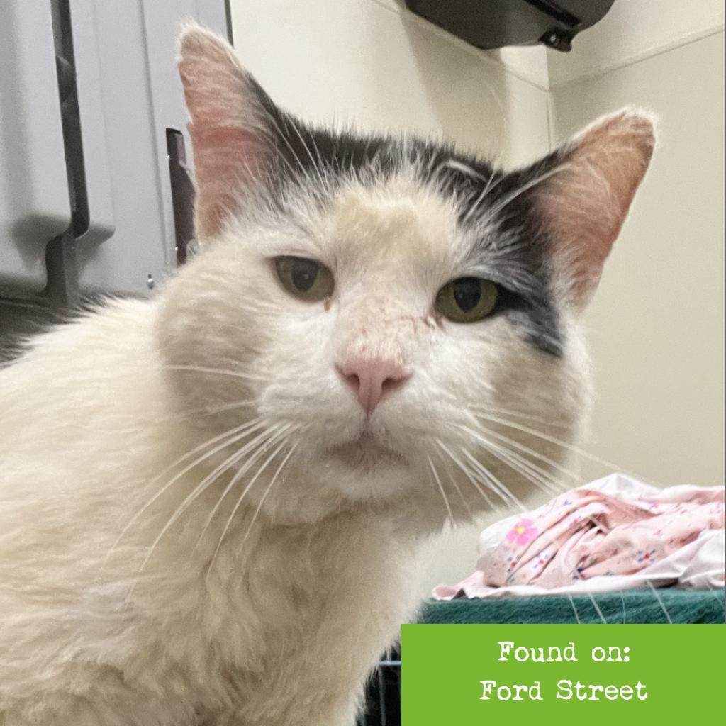 Enlarge Mortimer, a Adoptable Domestic Short Hair in Lynchburg, VA image 3/3