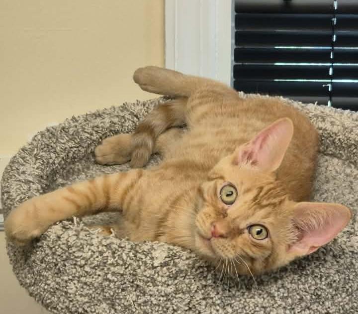 Jonah, ADOPTABLE, Kitten Male Domestic Short Hair.