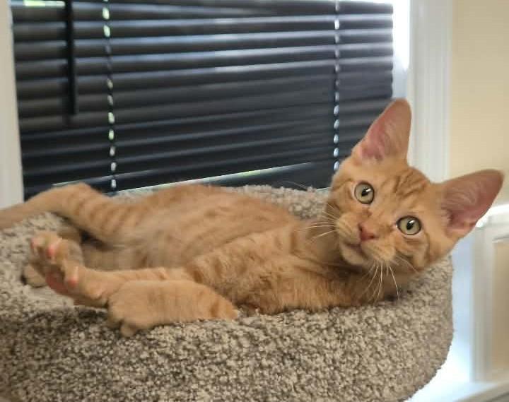 Enlarge Jonah, a ADOPTABLE Domestic Short Hair in Springfield, PA image 3/3