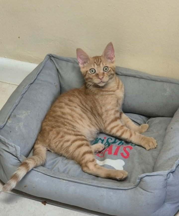 Enlarge Jonah, a ADOPTABLE Domestic Short Hair in Springfield, PA image 2/3