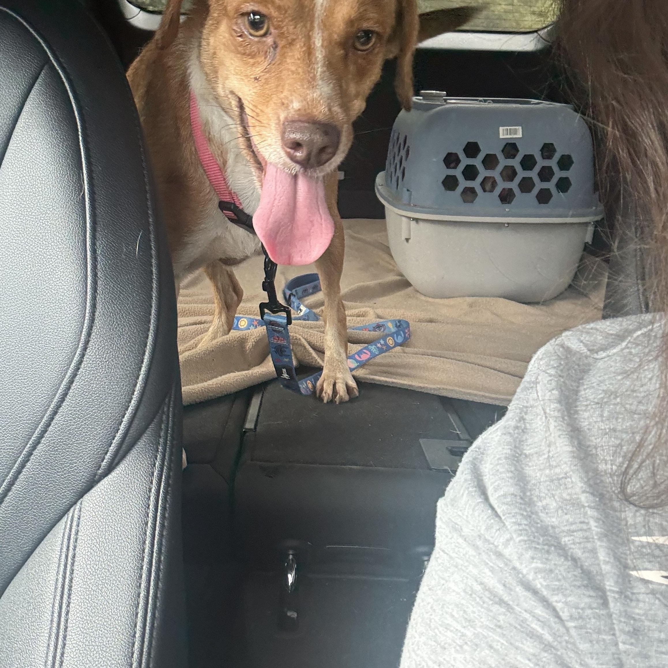 Babygirl, a Adoptable mixed breed in Spring, TX image 3/4