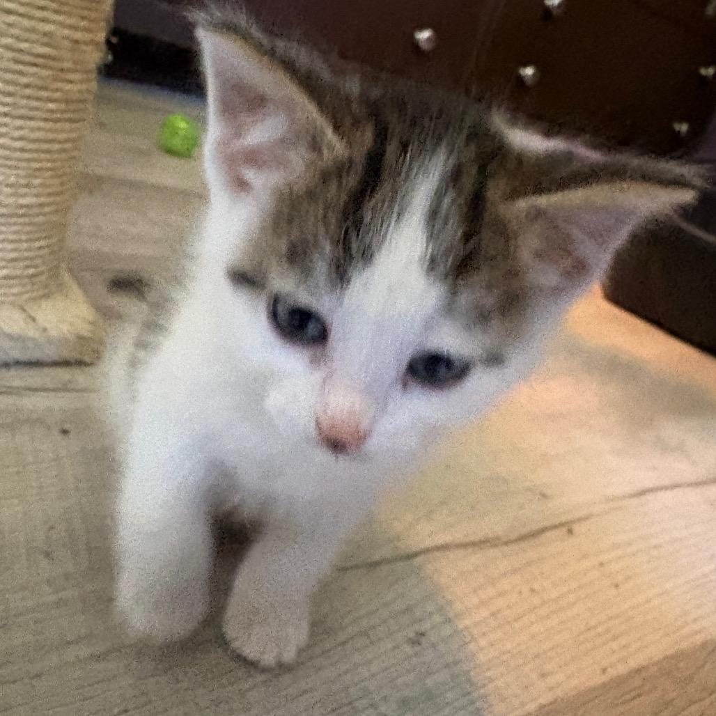 Scuttle, ADOPTABLE, Young Male Domestic Short Hair.
