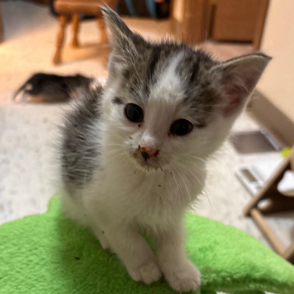 Scuttle, a ADOPTABLE Domestic Short Hair in Crookston, MN image 4/4
