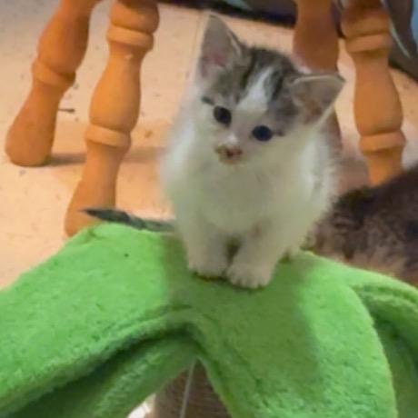 Scuttle, a ADOPTABLE Domestic Short Hair in Crookston, MN image 2/4
