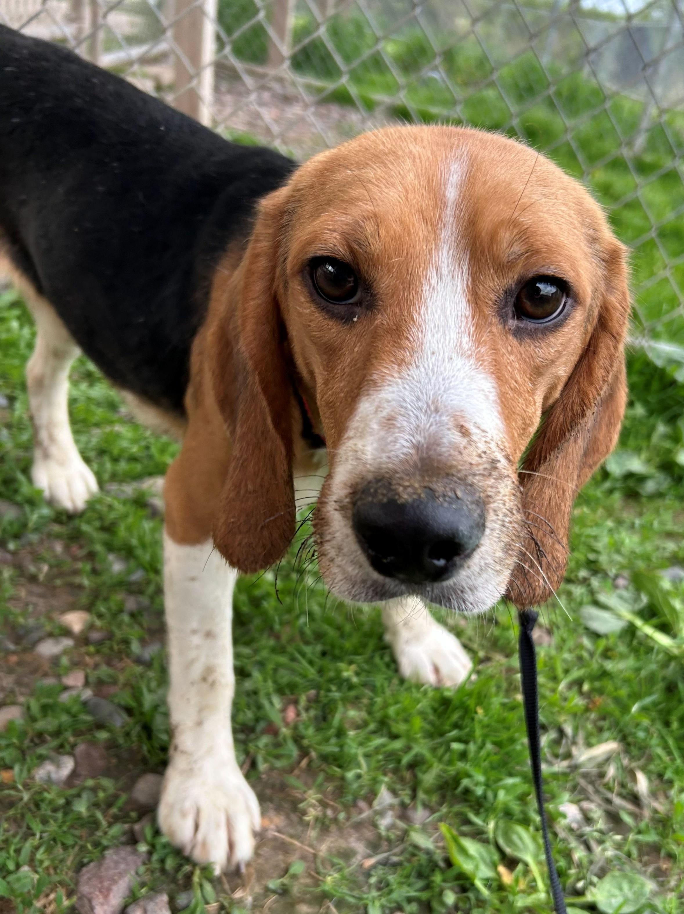 Enlarge Bravery, an adoptable Beagle in Neillsville, WI image 6/6