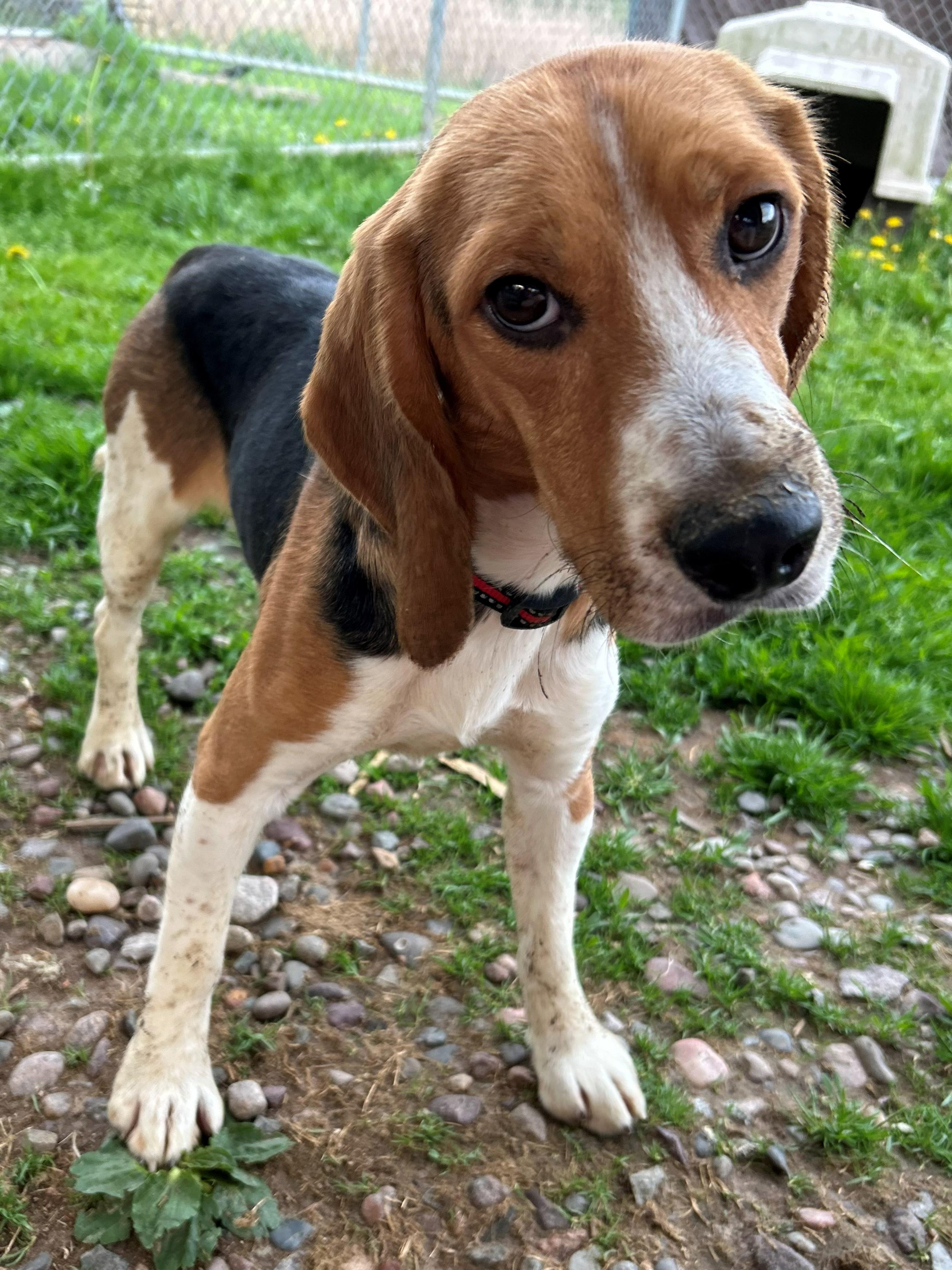 Enlarge Bravery, an adoptable Beagle in Neillsville, WI image 3/6