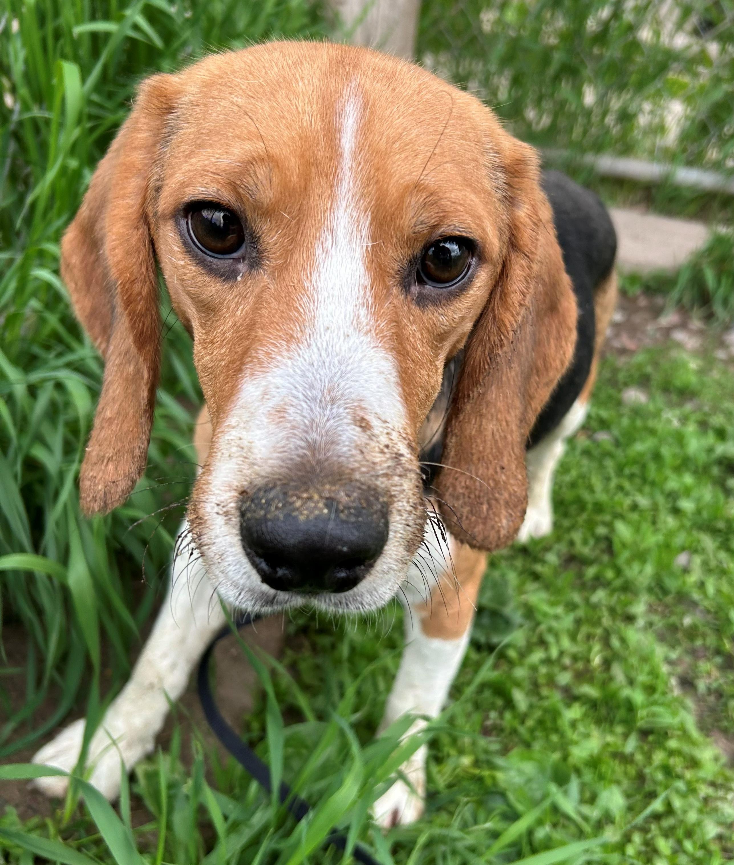 Bravery, adoptable, Adult Male Beagle.